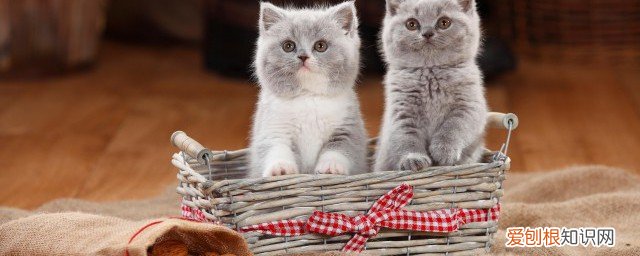 猫瘟怎么治疗 猫瘟怎么治