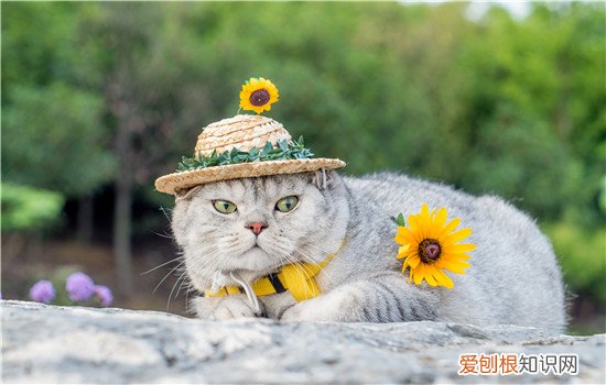 小猫能不能吃橙子 猫能不能吃橙子,猫喜欢吃橙子,猫吃了橙子怎么办