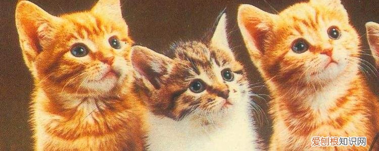 蓝猫眼睛不是橘色 小橘猫为什么是蓝眼,橘猫为什么是蓝眼睛,为什么橘猫是蓝眼睛