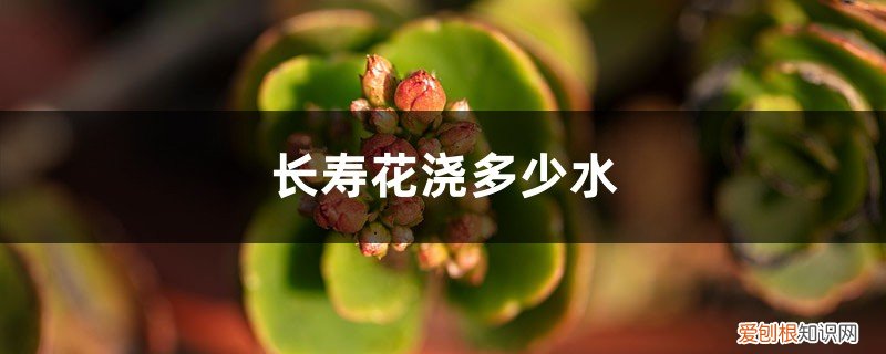 长寿花浇多少水好 长寿花浇多少水