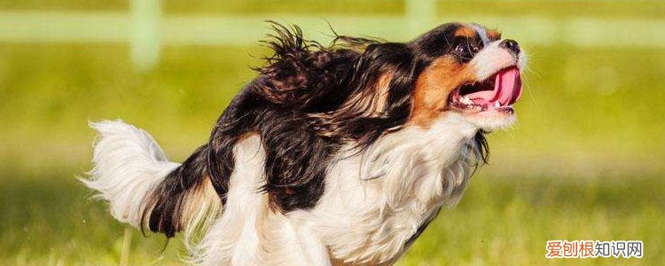 秋季狗狗容易生什么病 皮肤病是高发季！