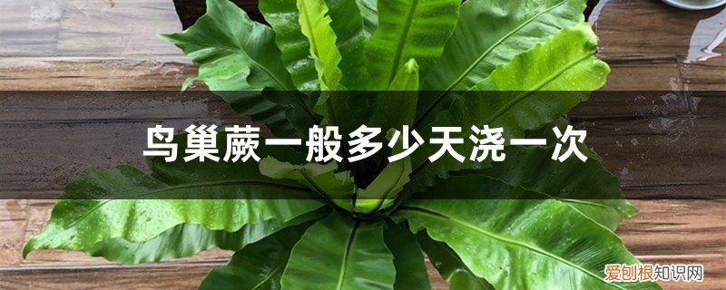 鸟巢蕨怎么修剪 鸟巢蕨一般多少天浇一次