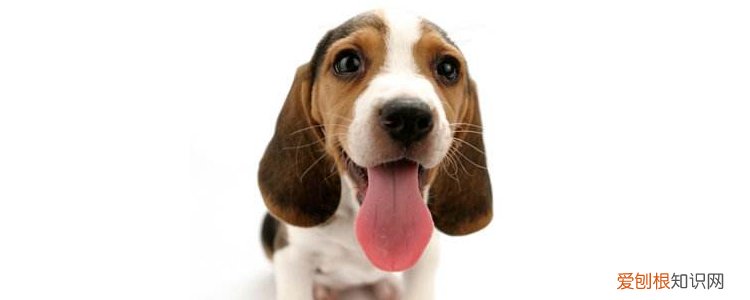 狗狗耳血肿怎么治疗 可保守治疗还是必须手术？