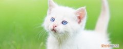 小猫羊奶一次喂几毫升,小猫一次喂多少毫升奶,小猫一次喂多少羊奶粉