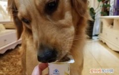 狗狗致命的几种疾病 注射疫苗才是防范之法！