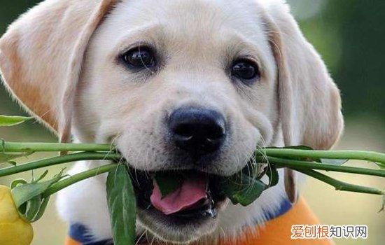 14种狗狗不能吃的食物 中毒不是儿戏！