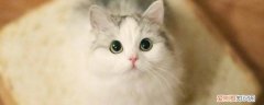 怎样让布偶猫的眼睛变得更好得更蓝 如何让布偶眼睛更蓝,怎么让布偶猫眼睛更蓝,如何让布偶
