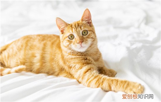 怎么自制猫沐浴露 如何自制猫沐浴露,猫沐浴露自制简单,