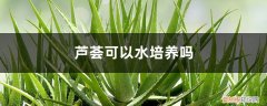 芦荟可以水培植吗 芦荟可以水培养吗