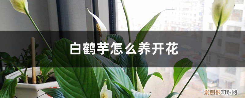 花卉白鹤芋 白鹤芋怎么养开花