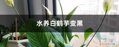 白鹤芋水养多久换一次水 水养白鹤芋变黑怎么办