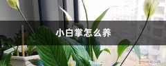 白掌好养吗 新手能养吗 小白掌怎么养