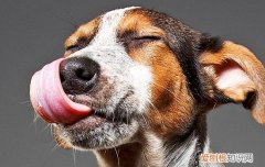引起狗狗呕吐的原因 详解狗狗经常呕吐的5个主要原因，你知道几个？