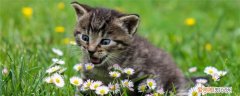 小猫可以吃石榴么 猫可以吃石榴吗,猫可以不可以吃石榴,猫吃了石榴籽怎么办