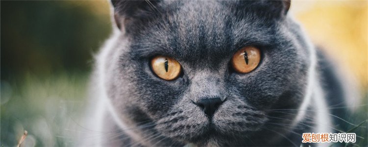 猫咪发腮前后对比图 猫发腮前后对比,公猫发腮前后对比,猫发腮是什么意思