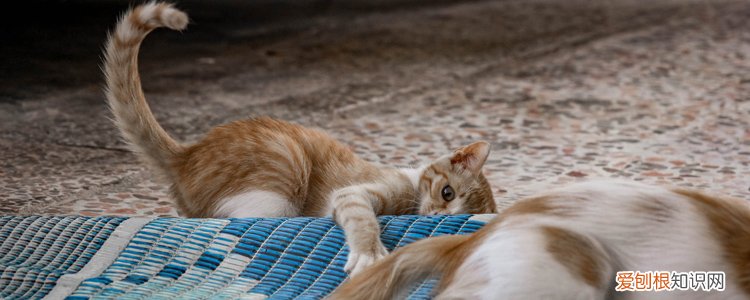 被野猫抓伤了怎么处理伤口,被野猫抓伤了怎么办处理,被野猫抓伤怎么处理伤口