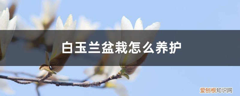 白玉兰盆栽怎么养护视频 白玉兰盆栽怎么养护