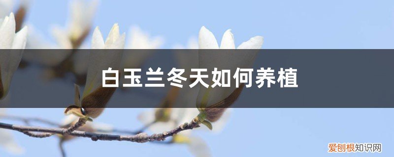 白玉兰夏季栽培可以吗 白玉兰冬天如何养殖