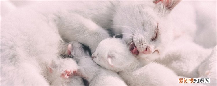 三个月的小猫会自己排便吗,三个月的小猫需要帮助排便吗,猫什么时候自己排便