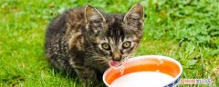 两个月的小猫可以出猫粮吗,两个月小猫可以吃没有泡过的猫粮吗,两个月的小猫每天吃多少猫粮