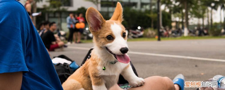 狗咬了没破皮没出血有点红 需要打针吗