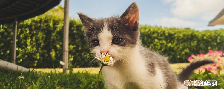 猫咪非常喜欢你的表现 猫喜欢你的表现,怎么判断猫喜欢你,猫爱你的表现