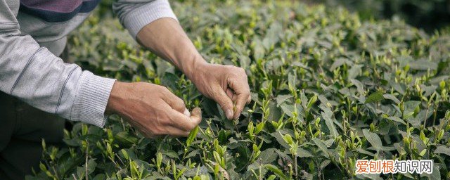 绿茶泡茶时茶叶可以咀嚼吗 绿茶泡茶时茶叶能咀嚼吗