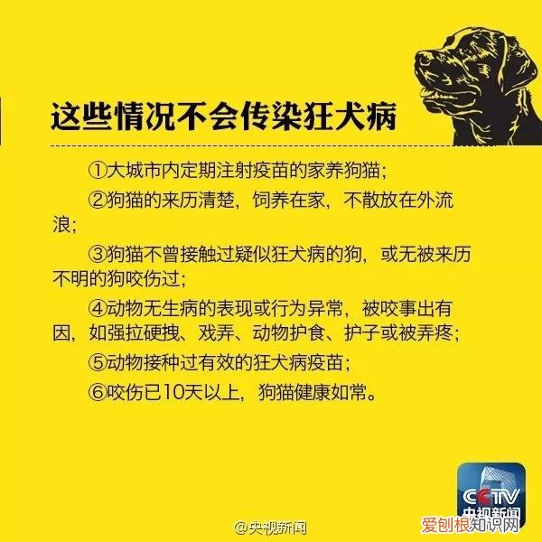 狗咬伤第一时间处理方法 需要打疫苗吗?