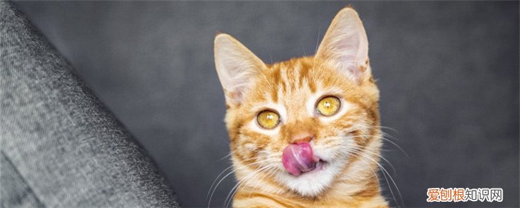 猫的舌头能消毒吗 猫可以尝出味道吗,猫舌头能尝出什么味道,猫可以尝出什么味道