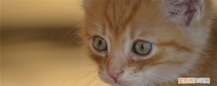 猫可以不眨眼吗 猫可以多久不眨眼,猫可以多长时间不眨眼,为什么猫不眨眼
