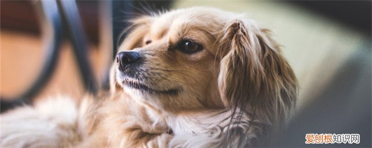 狗狗耳朵起了个充气包 会不会是肿瘤？