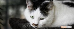 猫得了肾病吃什么食物 猫小时候容易得什么病,猫预防肾病吃什么食物,猫肾病是怎么得的