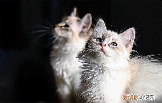 猫换粮拉稀会自愈吗吃什么药 猫换粮拉稀会自愈吗