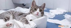 猫在洗手池便便原因,猫为什么喜欢在洗手池撒尿,猫咪为啥要在洗手池里拉屎