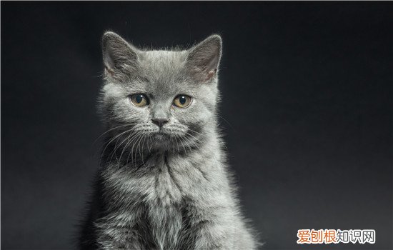 猫咪洗澡后第二天拉稀，猫咪洗澡后第四天感冒怎么办,猫咪洗澡后第二天没精神