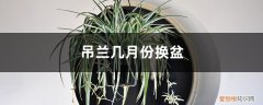 吊兰什么时侯换盆 吊兰几月份换盆