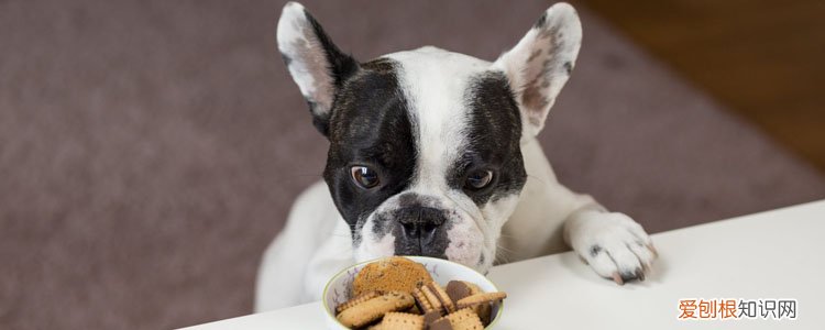 狗食物中毒怎么治 这些急救措施快速救命!