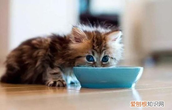 自制猫饭里面需要加些什么 自制猫饭窍门,自制猫饭配方,自制猫饭需要加什么