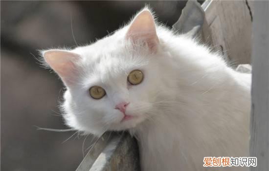 小猫用头蹭你什么意思,小猫一直用头蹭你是为什么,小猫用头蹭你的脸