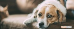 狗角膜溃疡修复要多久 和受伤严重程度有关