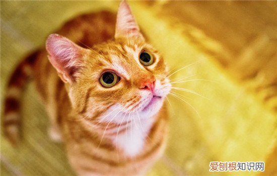 什么是吸猫 吸猫是什么意思 吸猫是吸猫的精气吗,吸猫是对猫做什么,吸猫吸的是什么