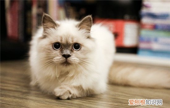 什么是吸猫 吸猫是什么意思 吸猫是吸猫的精气吗,吸猫是对猫做什么,吸猫吸的是什么