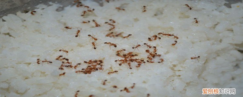 什么东西吃蚂蚁小菜一碟 什么东西吃蚂蚁