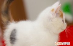 小猫后腿站不起来后腿拖着走什么原因 小猫后腿站不起来后腿拖着走,小猫后腿无力走路不稳