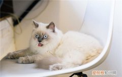 被猫抓了该怎么办 被猫吧的猫抓了怎么办,猫吧的猫把人抓了怎么办,被猫咖的猫抓伤