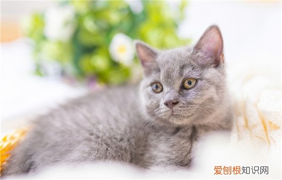 养猫之后身上老是痒,养猫之后感觉身上痒,养猫之后自己身上老是痒是怎么回事