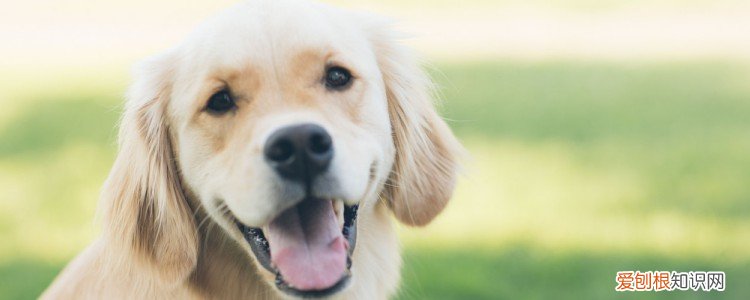 狗狗吃了葡萄观察多久 6小时内一定要警惕哦！