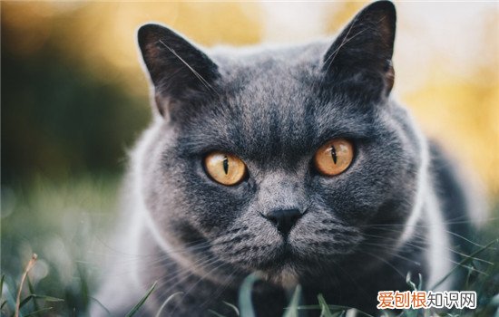 公猫绝育之后还是会骑在母猫身上,公猫绝育了为什么还会骑,公猫绝育之后还是会骑