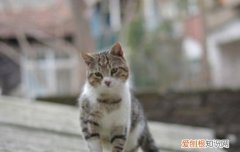 猫咪一抽一抽的咳嗽这什么毛病 小猫咳嗽一抽一抽的,小猫咳嗽打喷嚏怎么办,小猫咳嗽怎么办