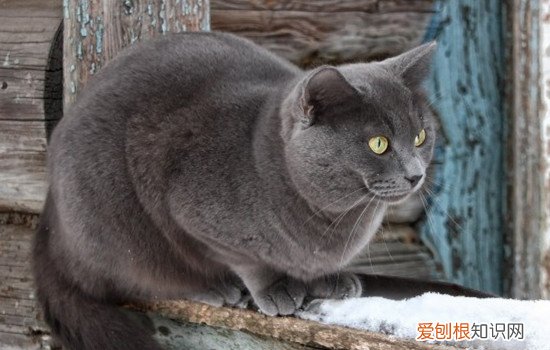 猫咪经常舔自己 不是很多细菌吗 猫咬自己屁股,猫舔自己屁股不觉得臭吗,猫舔自己屁股会感染细菌吗